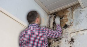 Mold Removal Expert - Do it Yourself or Hire a Professional?