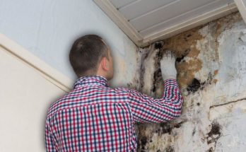 Mold Removal Expert - Do it Yourself or Hire a Professional?